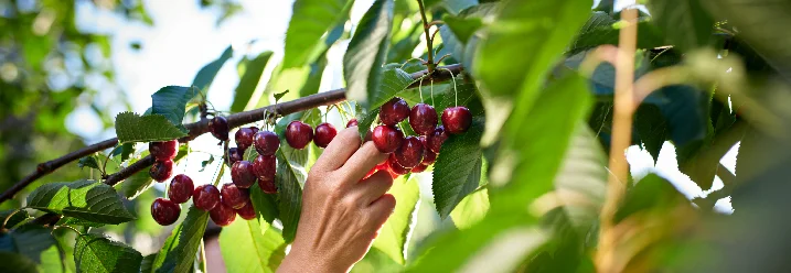Hand pflückt Kirschen vom Baum